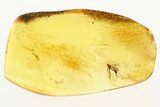 Fossil Parasitoid Wasp (Braconidae) In Baltic Amber #272113-1